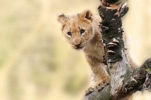 lion-animal-nature-predator-big-cat-wild