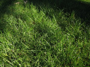 lawn-grasses-1139238_960_720