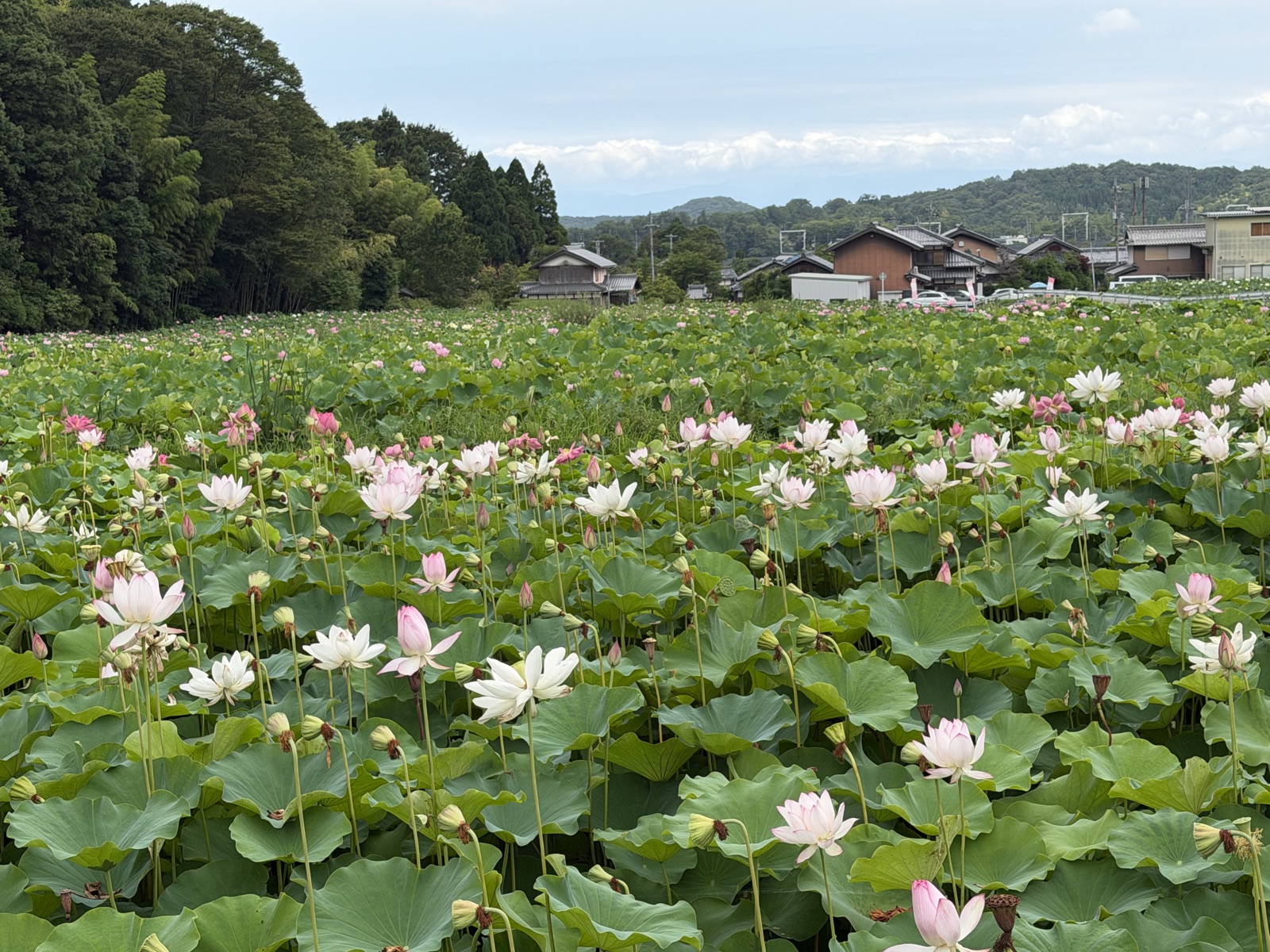 夏の朝の滋賀の蓮田。緑の葉の間に白とピンクの蓮が咲いている