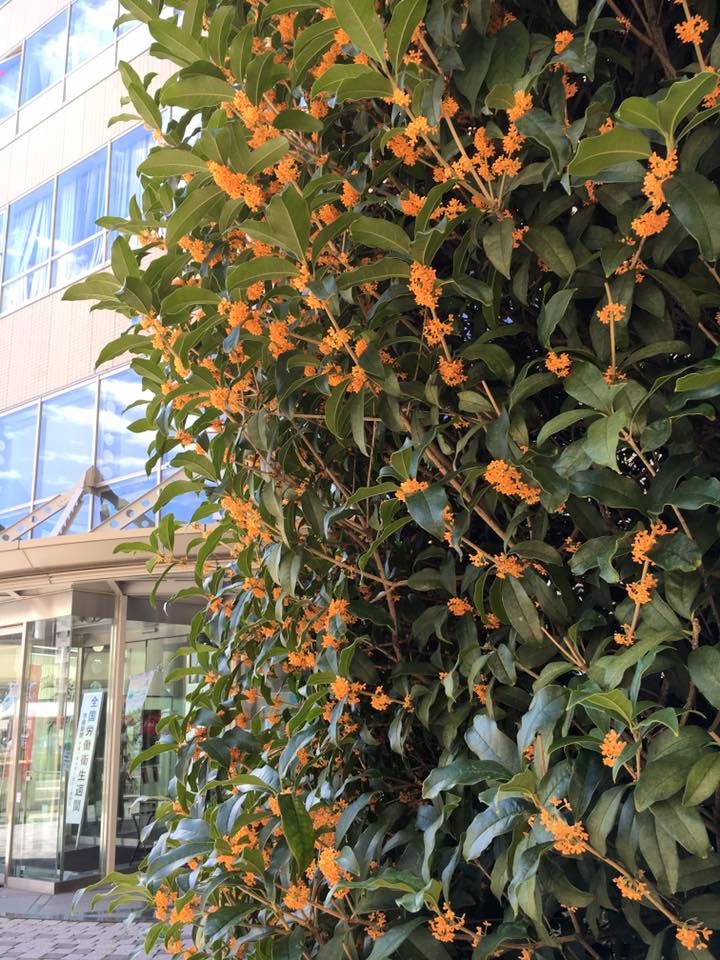 濃い緑の葉のあいだに、橙色の花をたくさんつけた金木犀の木