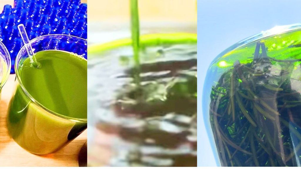 植物を漬け込んだ瓶と、光を通す緑の抽出液