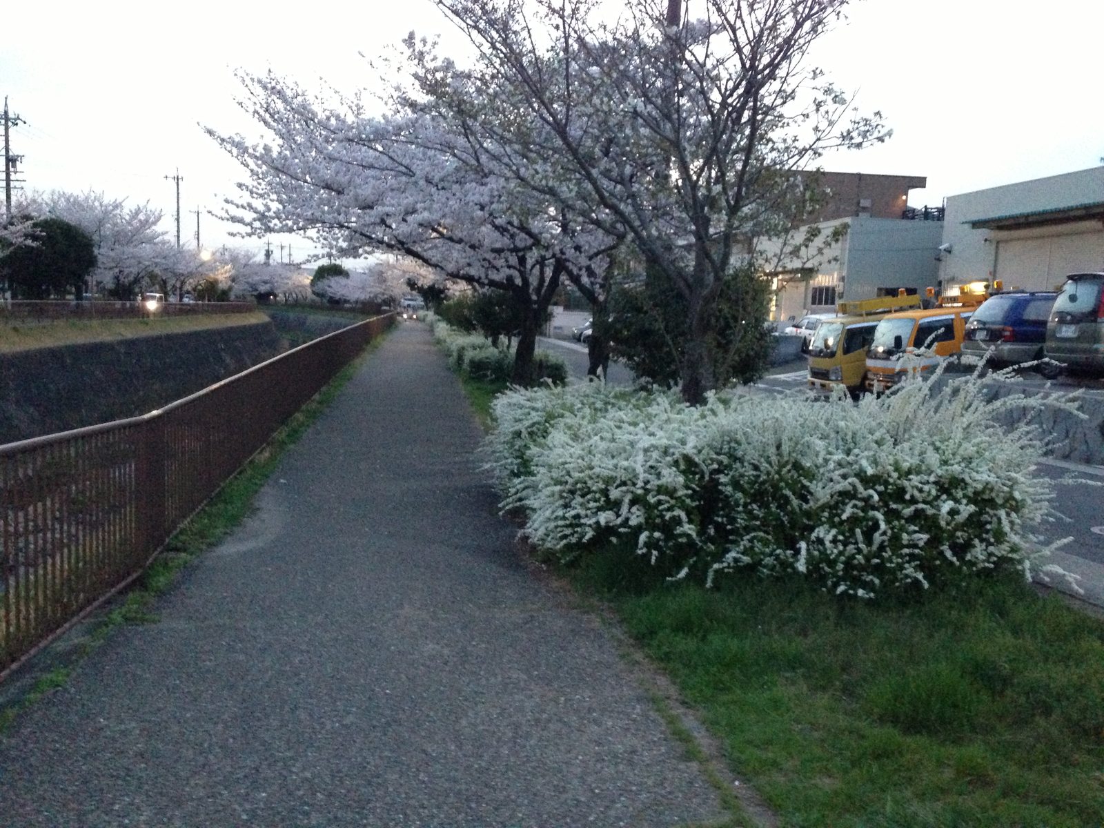 桜と雪柳が咲く春の散歩道