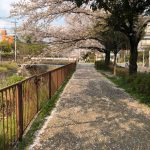 名古屋の桜