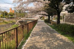 名古屋の桜