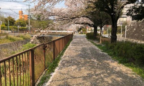 名古屋の桜