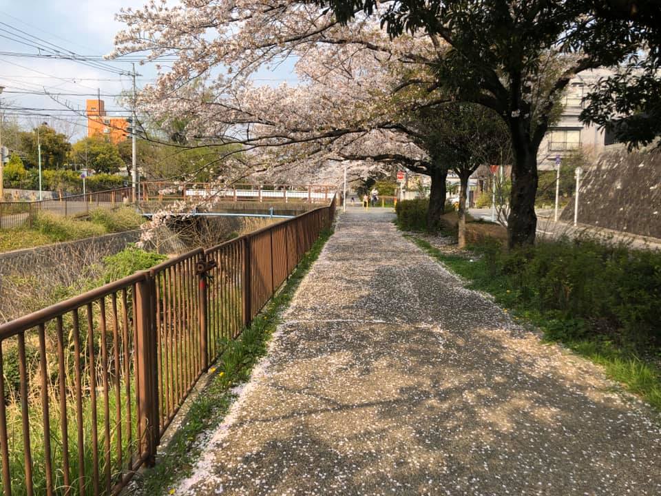 名古屋の桜