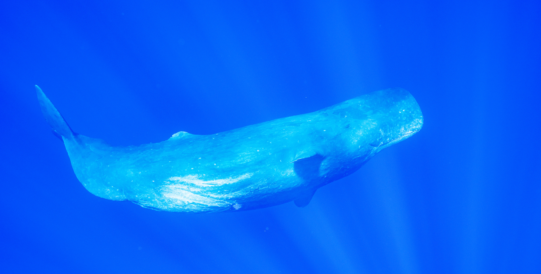 泳ぐマッコウクジラ